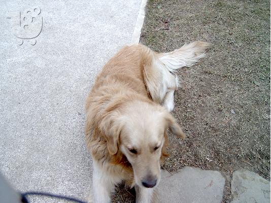 GOLDEN RETRIEVER 